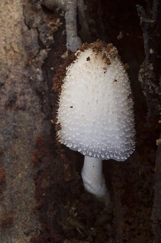 Coprinopsis spelaiophila